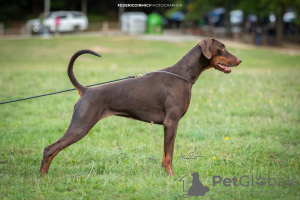 Photos supplémentaires: CHIOTS DOBERMANN FCI