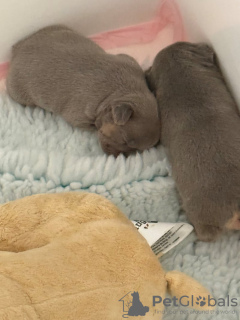 Photo №2 de l'annonce № 132791 de la vente bouledogue - acheter à Allemagne 