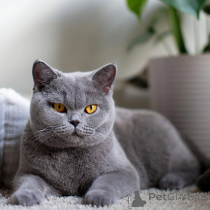 Photo №1. british shorthair - à vendre en ville de Ramstein-Miesenbach | 560€ | Annonce № 166067