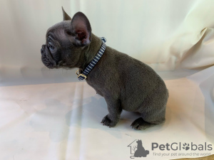 Photo №4. Je vais vendre bouledogue en ville de Berlin. annonce privée - prix - négocié