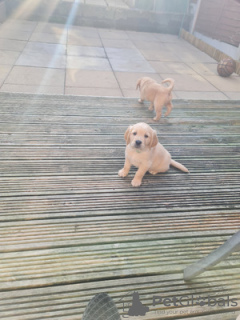 Photo №1. golden retriever - à vendre en ville de Манчестер | 374€ | Annonce №121643