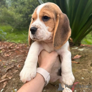 Photos supplémentaires: Nous avons une portée de magnifiques chiots beagle,