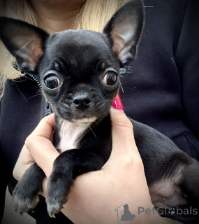 Photo №3. Chihuahua. Pologne