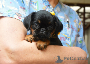 Photo №3. Belge (Bruxelles) Griffon excellents chiots. Serbie