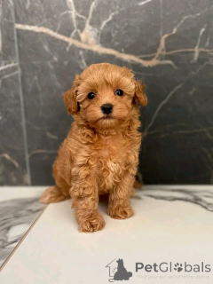 Photo №2 de l'annonce № 137176 de la vente caniche royale - acheter à Allemagne annonce privée, éleveur