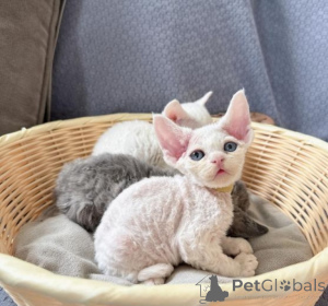 Photo №1. sphynx - à vendre en ville de Ville de Londres | négocié | Annonce № 171132