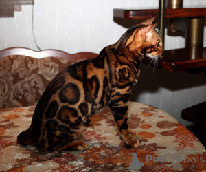 Photos supplémentaires: Accouplement avec un chat Bengal