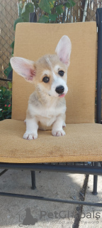 Photo №3. Chiots Welsh Corgi Pembroke. Serbie