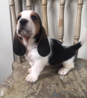 Photo №2 de l'annonce № 37537 de la vente basset hound - acheter à USA annonce privée