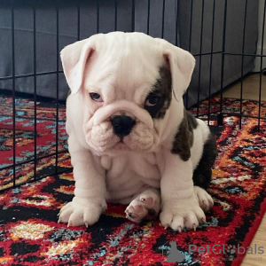 Photo №3. Chiot bouledogue anglais à vendre. La Grande-Bretagne