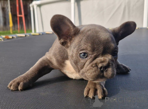 Photo №4. Je vais vendre bouledogue en ville de Smolevichi. annonce privée - prix - 313€
