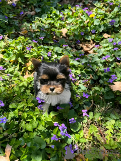 Photo №2 de l'annonce № 139005 de la vente biewer yorkshire terrier - acheter à USA annonce privée, éleveur