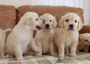 Photo №1. golden retriever - à vendre en ville de Anvers | Gratuit | Annonce №154175