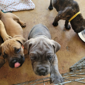 Photo №1. cane corso - à vendre en ville de Vilnius | 1400€ | Annonce №175423