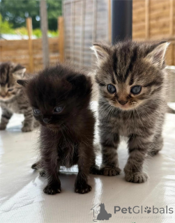 Photo №1. persan - à vendre en ville de Feuille | 350€ | Annonce № 153074