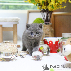 Photo №2 de l'annonce № 152785 de la vente british shorthair - acheter à Biélorussie éleveur