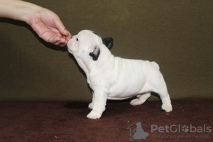 Photos supplémentaires: chiots bouledogues français