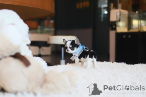 Photo №1. chihuahua - à vendre en ville de Cold Spring Harbour | négocié | Annonce №155039