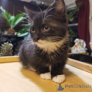 Photo №2 de l'annonce № 134857 de la vente maine coon - acheter à Allemagne annonce privée, de la fourrière, de l'abri, éleveur