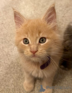 Photo №2 de l'annonce № 160415 de la vente maine coon - acheter à Allemagne éleveur