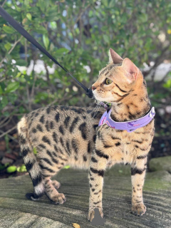 Photo №1. bengal - à vendre en ville de Salo | 750€ | Annonce № 152944