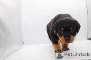 Photo №2 de l'annonce № 165223 de la vente rottweiler - acheter à La Roumanie éleveur