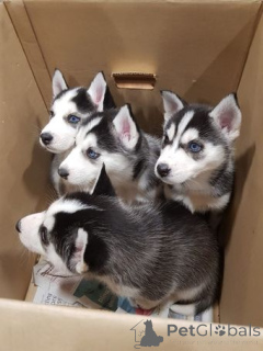 Photo №2 de l'annonce № 158976 de la vente husky de sibérie - acheter à Estonie annonce privée, éleveur