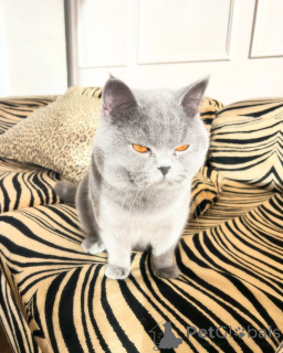Photo №3. Chatons British Shorthair de race pure à vendre Pedigree et vérifié par le. Allemagne