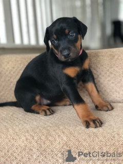 Photo №1. dobermann - à vendre en ville de Londres | négocié | Annonce №123501