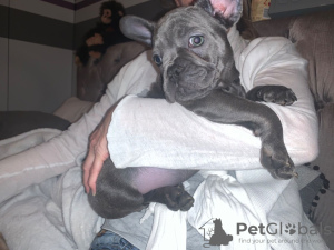 Photo №1. bouledogue - à vendre en ville de Амерсфоорт | 300€ | Annonce №109043