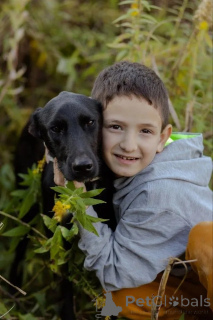 Photo №4. Je vais vendre chien bâtard en ville de Москва.  - prix - Gratuit