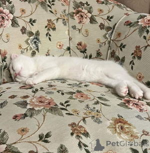 Photo №4. Je vais vendre  en ville de Lille.  - prix - négocié