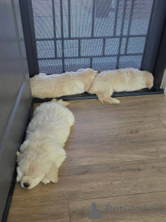 Photo №1. golden retriever - à vendre en ville de Athènes | négocié | Annonce №171755