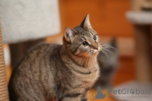 Photo №4. Je vais vendre  en ville de Москва.  - prix - Gratuit