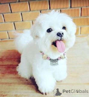Photo №1. bichon maltais - à vendre en ville de Buenos Aires | négocié | Annonce №170489