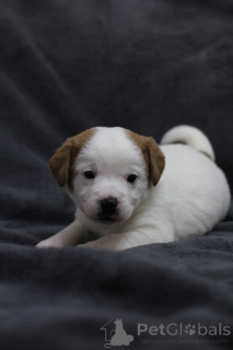 Photo №1. jack russell terrier - à vendre en ville de Gomel | 188€ | Annonce №169284