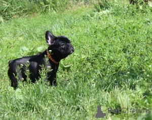 Photos supplémentaires: Chiot bouledogue français, femelle classe exposition FCI