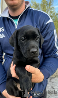 Photo №1. labrador retriever - à vendre en ville de Butzbach | 350€ | Annonce №154621