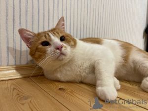 Photos supplémentaires: Le charmant chat roux Bonechka cherche un foyer et une famille aimante !