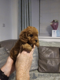 Photo №2 de l'annonce № 132005 de la vente maltipu - acheter à USA annonce privée