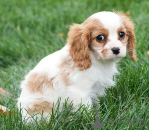 Photo №1. cavalier king charles spaniel - à vendre en ville de Galway | négocié | Annonce №158219