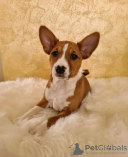 Photo №1. basenji - à vendre en ville de Prague | négocié | Annonce №109966