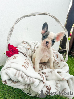 Photos supplémentaires: Chiots bouledogue français