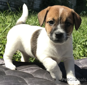 Photo №1. jack russell terrier - à vendre en ville de Anderlecht | négocié | Annonce №170796