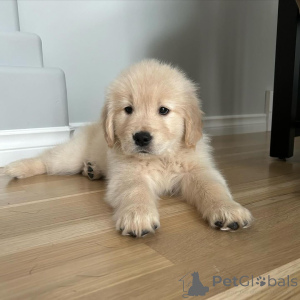 Photo №2 de l'annonce № 140717 de la vente golden retriever - acheter à Allemagne éleveur