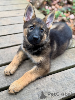 Photo №2 de l'annonce № 163586 de la vente berger allemand - acheter à Allemagne éleveur