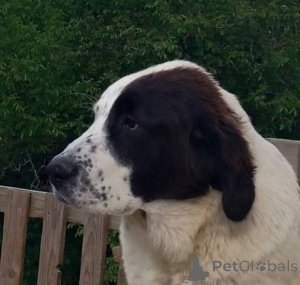 Photo №2 de l'annonce № 142286 de la vente berger d'asie centrale - acheter à Serbie 