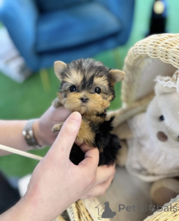 Photo №1. yorkshire terrier - à vendre en ville de Bratislava | négocié | Annonce №161812