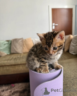 Photo №1. bengal - à vendre en ville de Gamprin | 350€ | Annonce № 152069