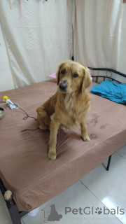 Photo №1. Service d'accouplement - race: golden retriever. Prix - négocié